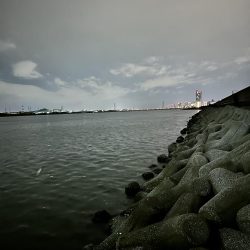 シーバス渋いー