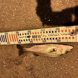 シーバス求めて