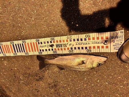 シーバス求めて