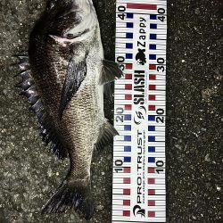 落とし込みチヌ