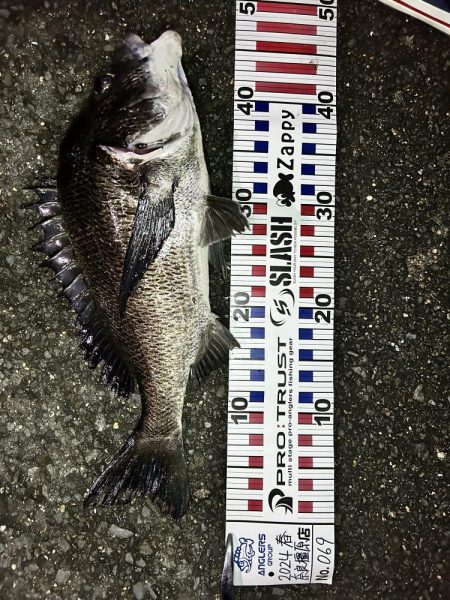 落とし込みチヌ