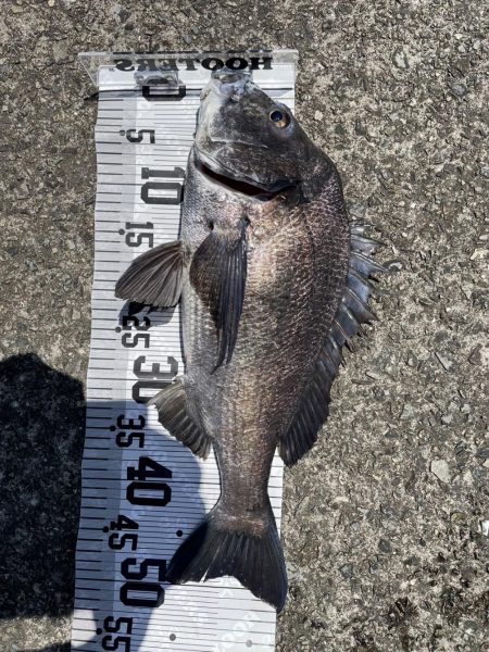 イチノ兄弟、釣果！