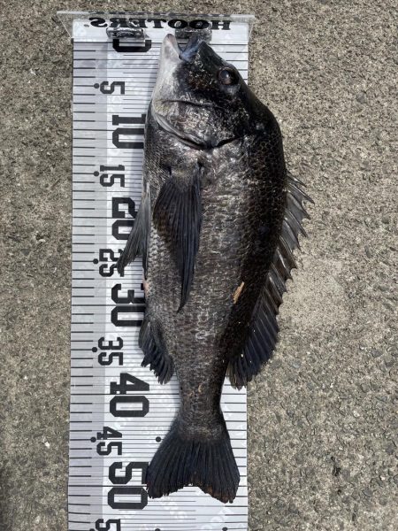 大漁64匹‼️…