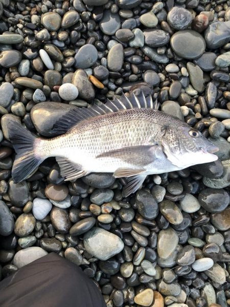 こんなに釣れるんか？