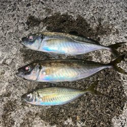 夕マヅメアジング