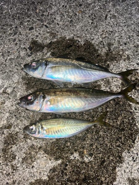 夕マヅメアジング