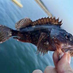 ガッシーは裏切らない