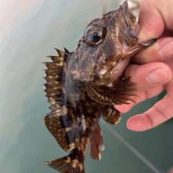 癒やしのガッシー2nd