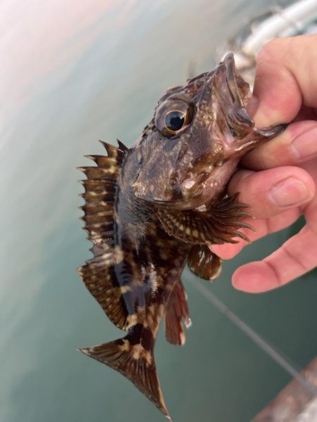 癒やしのガッシー2nd