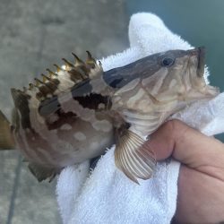 ガッシー狙ってたらクエ子