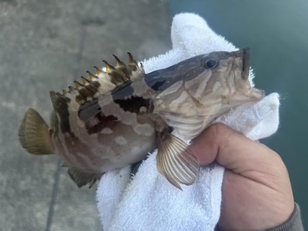 ガッシー狙ってたらクエ子