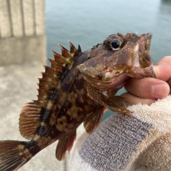 今日もガッシー