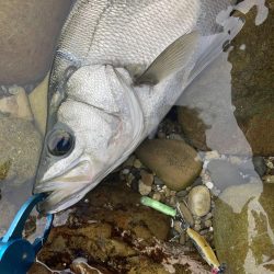 磯ヒラスズキ釣行