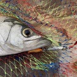 安全確保の磯ヒラスズキ