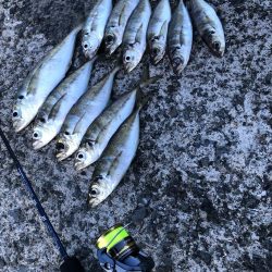 またしても爆風アジング