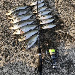 アジ探しは楽しい