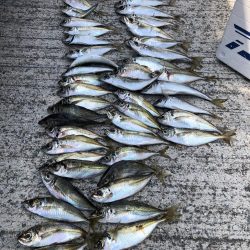 いつもの友達とアジング