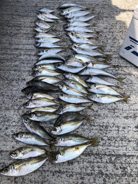 いつもの友達とアジング