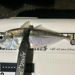 アジングイベント04