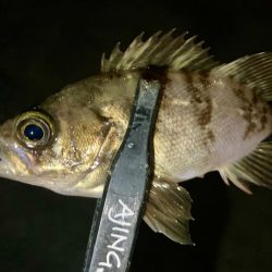 メバリングイベント01