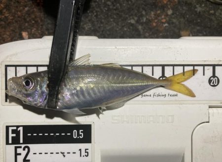 アジングイベント06