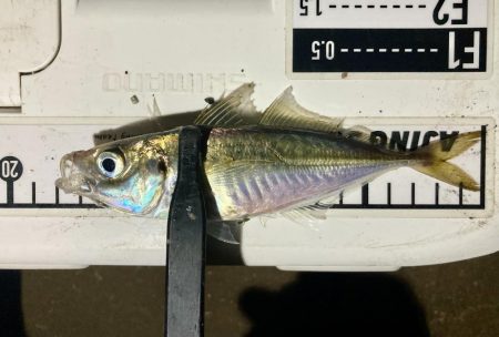 アジングイベント09