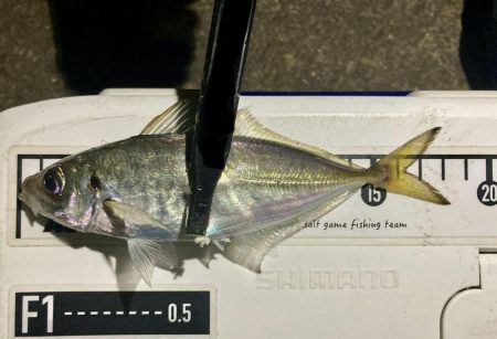 アジングイベント11