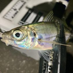 アジングイベント12