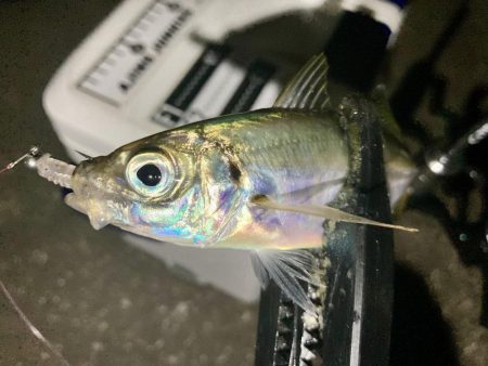 アジングイベント12