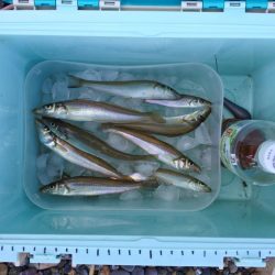 キス釣り　渋い