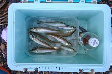 キス釣り　渋い