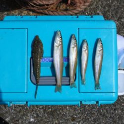 キス釣り 天候は良かったが