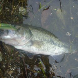 GW明けバス釣り