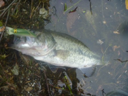 GW明けバス釣り