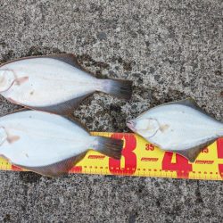 イシガレイ上がる！！噴火湾カレイがピーク！！