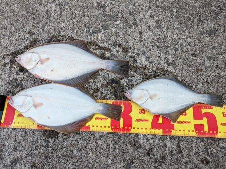 イシガレイ上がる！！噴火湾カレイがピーク！…