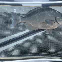 和歌山田辺の磯でフカセ釣り