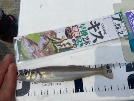 シロギスタの激シブ入魂