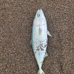 春のサーフ調査