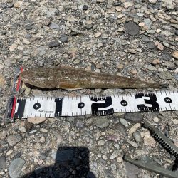 竹野にてフラットフィッシュ