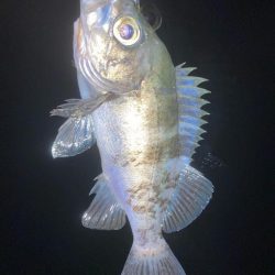 メバルプラッキング