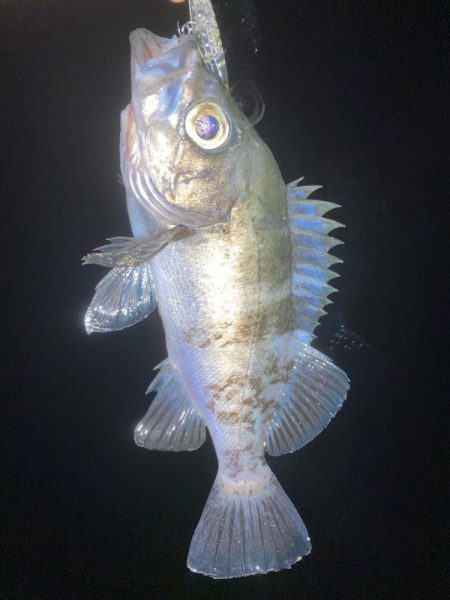 メバルプラッキング