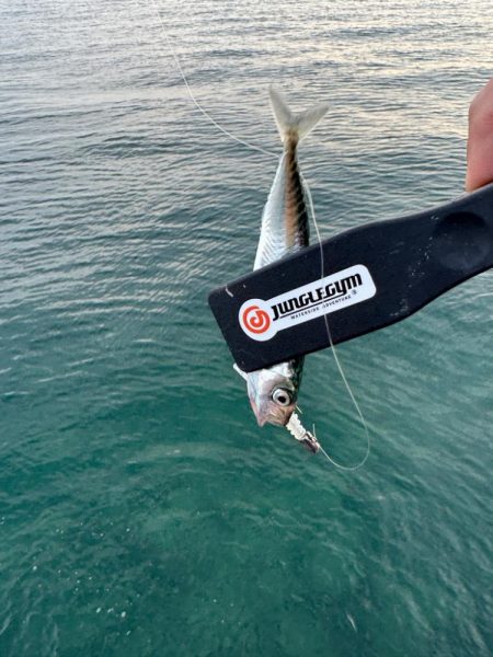 仕事終わってからの🎣