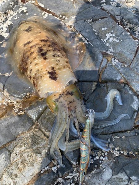 台風前エギング