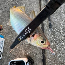 連休2日目の朝アジング