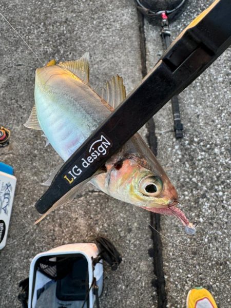 連休2日目の朝アジング