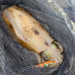 今年初アオリandコウイカ！