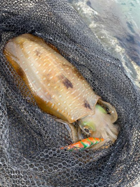 今年初アオリandコウイカ！