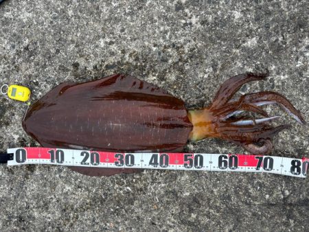 アオリイカ 計6.4kg