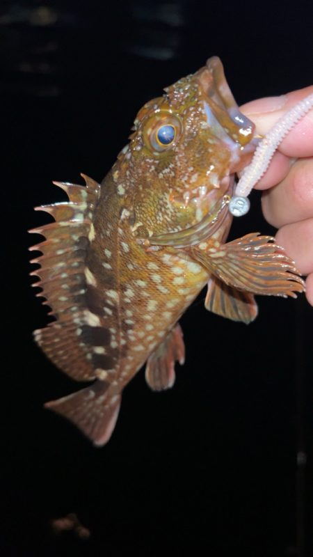 アジングで大物！